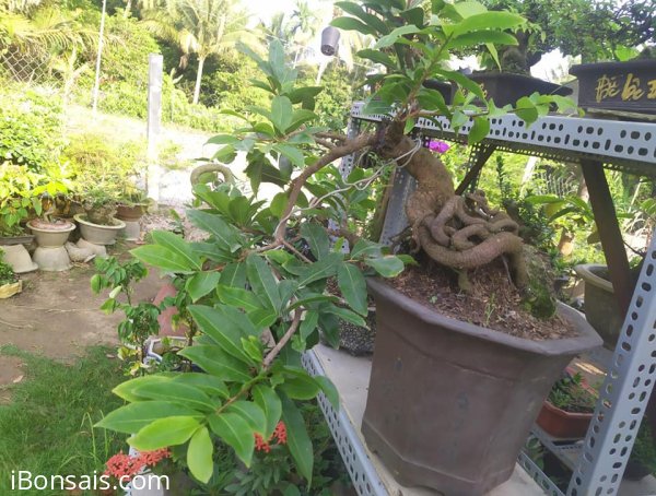 Giảo thủ đức thác đổ