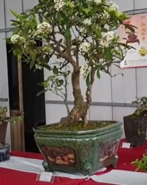 Mẫu Đơn Bạch quá đẹp giá hợp lý 8 triệu tại HTX Thăng Long