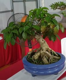 Bông trang đỏ dáng huyền đẹp báo giá 2,8Tr cây cảnh Thăng Long