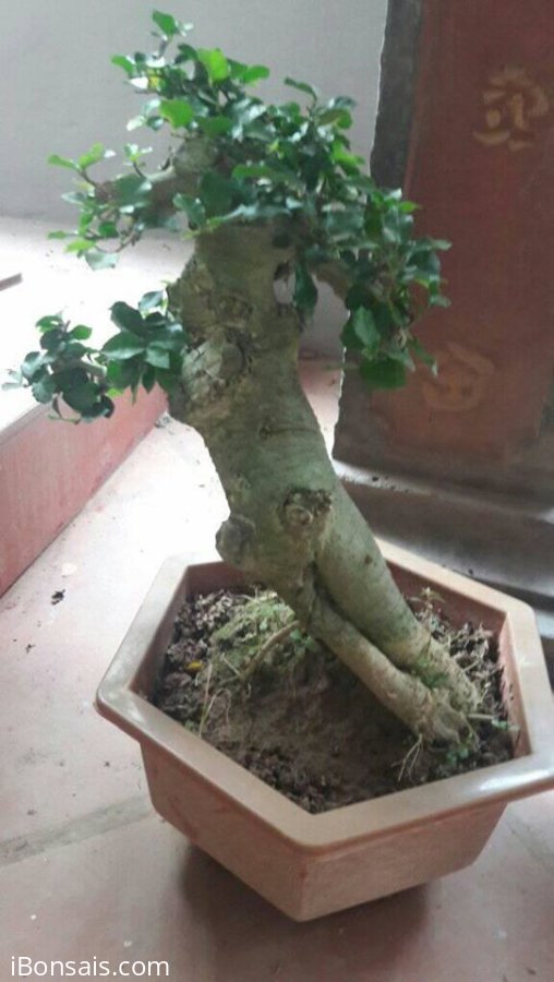 Thanh lý 8 cây duối giá 1.5 triệu