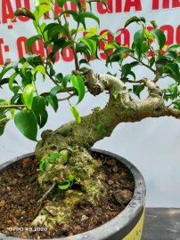 Cây sanh tầm nhỏ