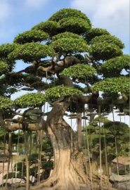 Tác phẩm sanh khủng