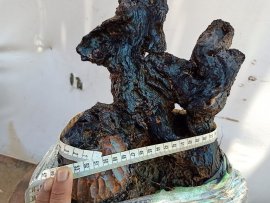Cẩm thị lùn lực lũa âm thân