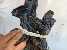 Cẩm thị lùn lực lũa âm thân
