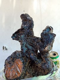 Cẩm thị lùn lực lũa âm thân