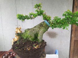 Khế dáng thú