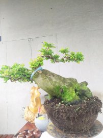 Khế dáng thú