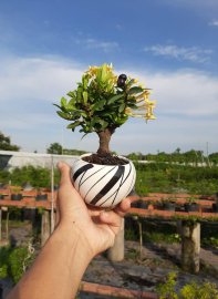 Trang vàng Thái mini
