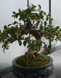 Cây tường vi mini