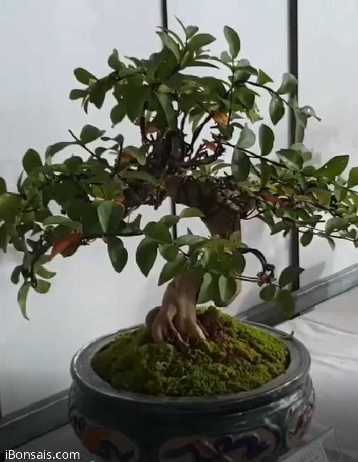 Cây tường vi mini