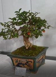 Tác phẩm tường vi đẹp