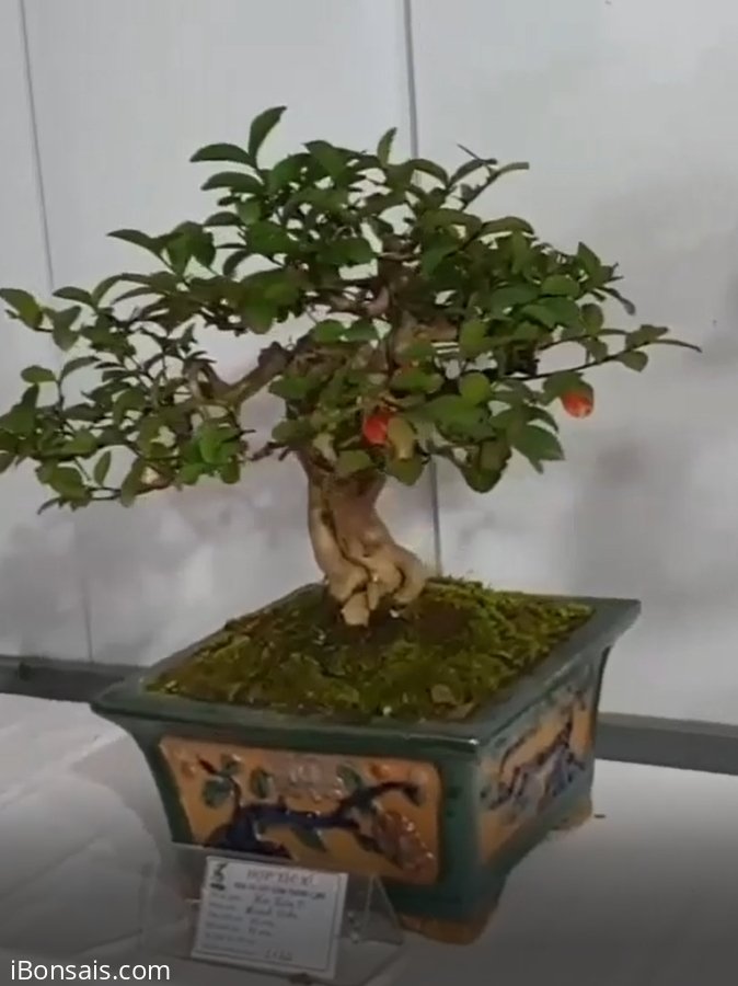 Tác phẩm tường vi đẹp