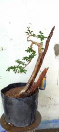 Cây linh sam tàn rơi dáng văn nhân rất đẹp