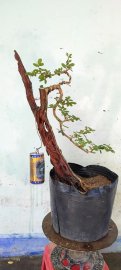 Cây linh sam tàn rơi dáng văn nhân rất đẹp