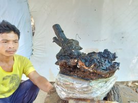 Giao lưu cây cẩm thị cột lũa âm thân