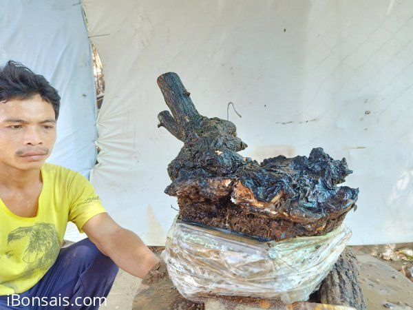 Giao lưu cây cẩm thị cột lũa âm thân