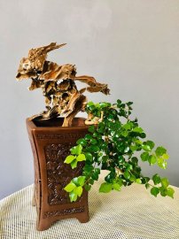 Chim Công khoe sắc