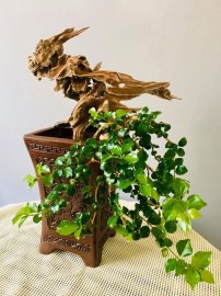 Chim Công khoe sắc