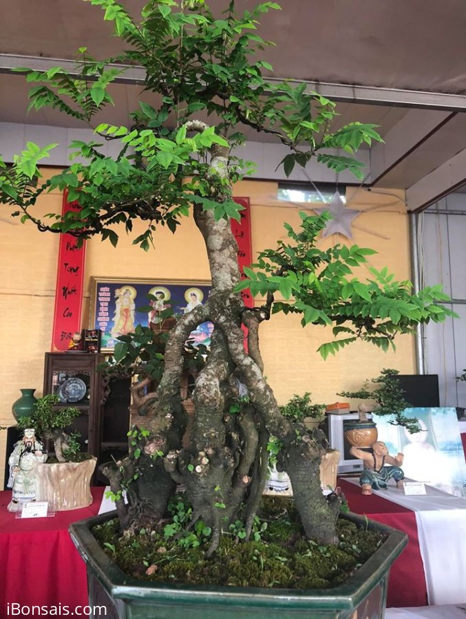 Tác phẩm khế chua