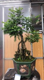 Tác phẩm khế chua