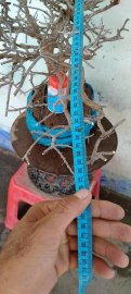 Cây sơn liễu mới về