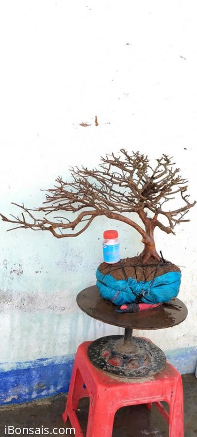 Cây sơn liễu mới về