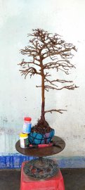 Cây sơn liễu dáng trực thiên nhiên rất đẹp