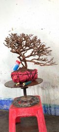 Cây sơn liễu dáng bay sương tàn già rất đẹp