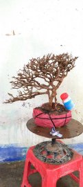 Cây sơn liễu dáng bay sương tàn già rất đẹp