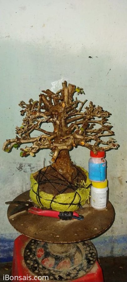 Cây kim tiền tàn thiên nhiên