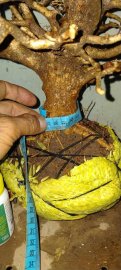 Cây kim tiền tàn thiên nhiên