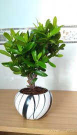 Mẫu Trang vàng Thái mini