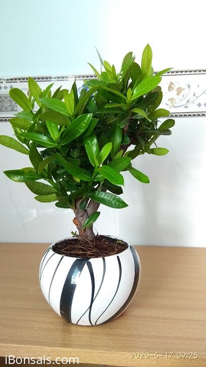 Tn Đạt