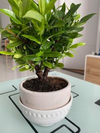 Khương Viết Nguyễn
