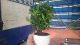 Baoloc Bonsai