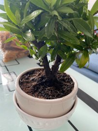Mẫu Trang vàng Thái mini