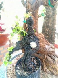 Cẩm thị mini dáng &quot;Kungfu&quot;