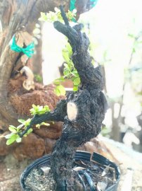 Cẩm thị mini dáng &quot;Kungfu&quot;