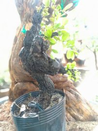 Cẩm thị mini dáng &quot;Kungfu&quot;