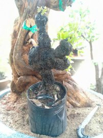 Cẩm thị mini dáng &quot;Kungfu&quot;