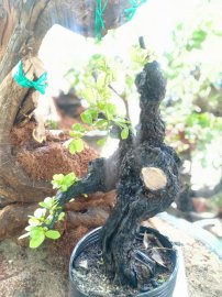 Cẩm thị mini dáng &quot;Kungfu&quot;