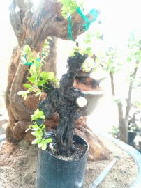 Cẩm thị mini dáng &quot;Kungfu&quot;