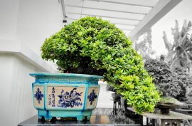 Trang vàng dáng đổ