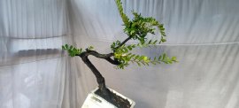Cẩm thị thân co lắc, sống khỏe