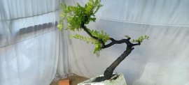 Cẩm thị thân co lắc, sống khỏe