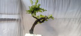 Cẩm thị thân co lắc, sống khỏe