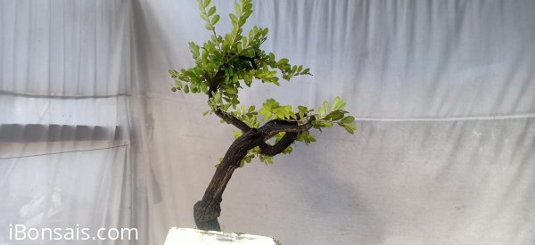 Cẩm thị thân co lắc, sống khỏe