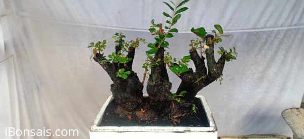 Cụm rừng thiên nhiên cẩm thị