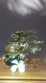Linh sam hoa trắng phớt hồng