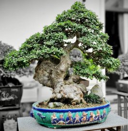 Tác phẩm Bonsai chữ Tâm